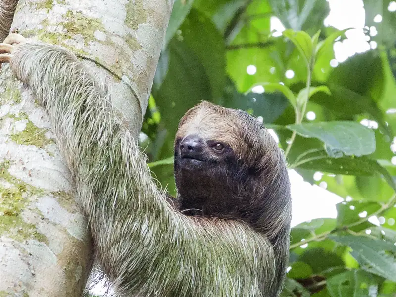 Auf unserer Studiosus-Reise durch Costa Rica haben wir mit etwas Glück die Gelegenheit, ein Faultier tiefenentspannt in seinem natürlichen Lebensraum zu beobachten. Unsere kleine Gruppe ist ideal, um die Natur per Boot und zu Fuß zu entdecken.