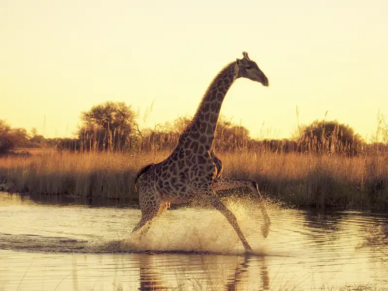 Zwei Wochen lang erkunden Sie mit Ihrem Studiosus-Reiseleiter und in kleiner Gruppe die Naturschönheiten Botswanas und die Viktoriafälle. Durch seichtes Wasser springende Giraffen sind im Überschwemmungsgebiet des Okavangos keine Seltenheit.