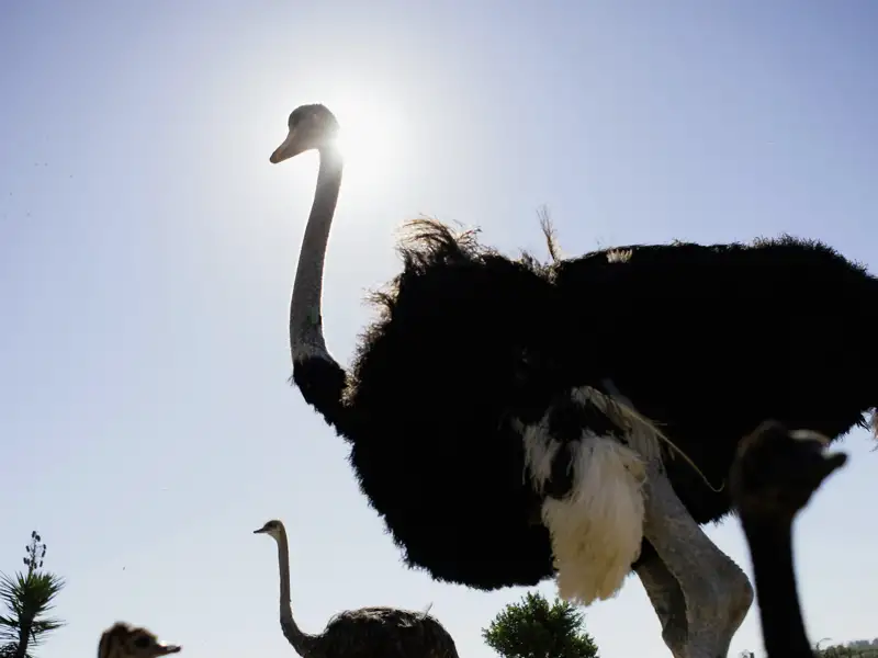 Während unserer Studienreise Südafrika - Impressionen besuchen wir in der Nähe von Oudtshoorn auch eine Straußenfarm und lernen vieles Interessante über die Zucht dieses eigenwilligen Vogels.