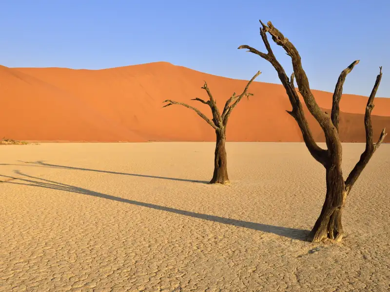 Abgestorbene Bäume und eine Sanddüne in der Wüste.