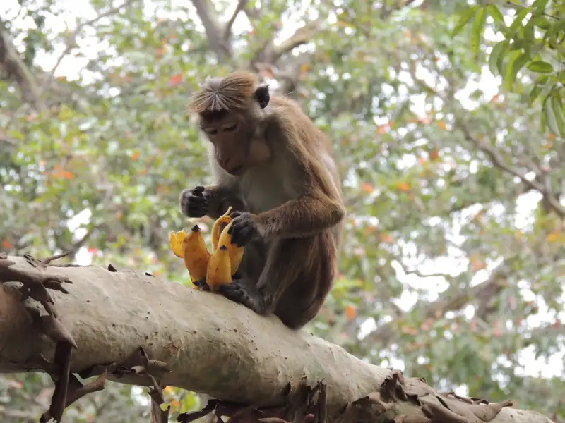Affe isst Banane im Baum