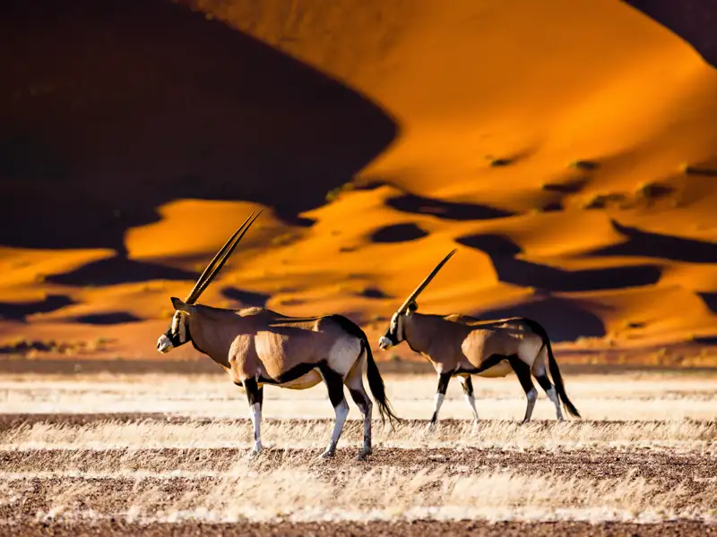 Zwei Oryxantilopen in der Namib-Wüste, die die karge Landschaft durchstreifen.