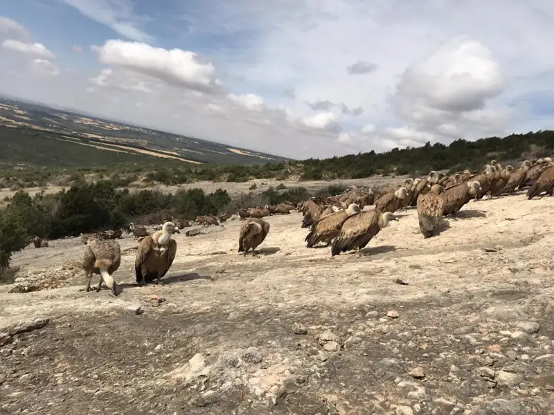 Geier in ihrem natürlichen Lebensraum.