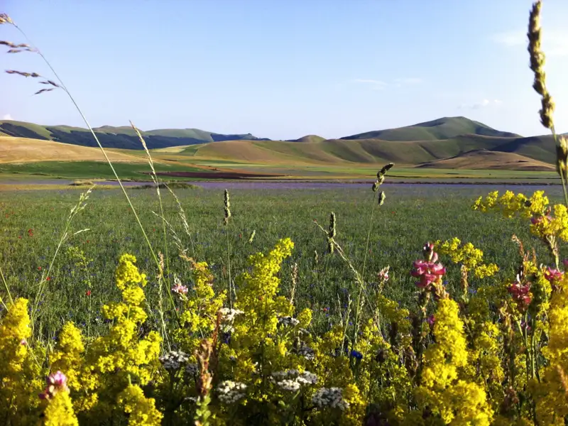 Wilde Blumenwiese mit Blick auf die hügelige Landschaft.