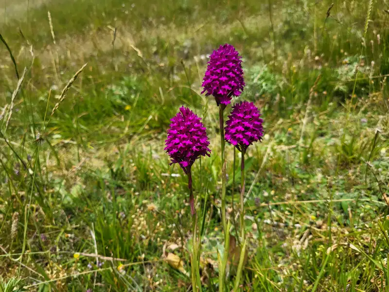 Drei violette Blüten inmitten einer grünen Wiese.