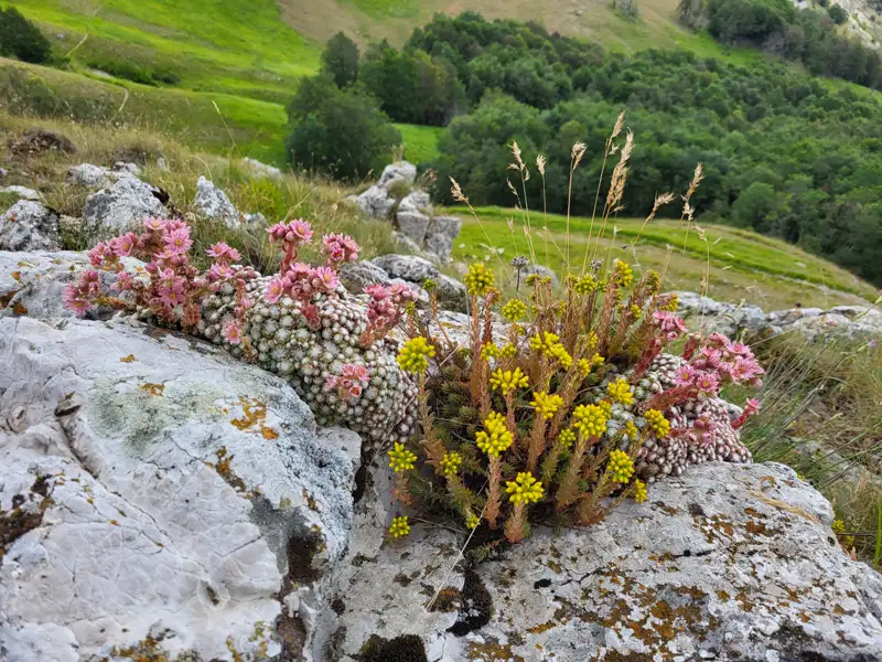 Rosa und gelbe Bergblumen, die auf einem Felsen wachsen, mit einem grünen Tal und bewaldeten Hügeln im Hintergrund.