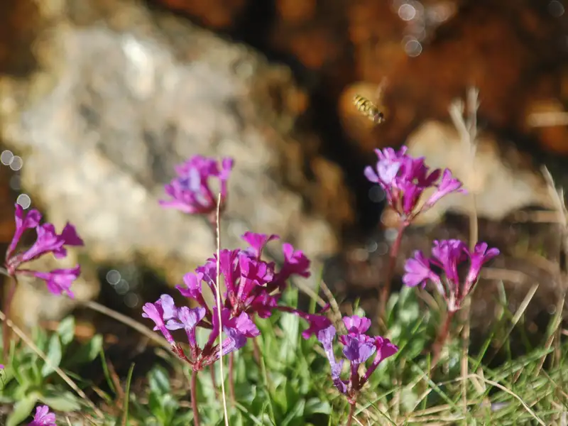 Lila Bergblumen vor felsigem Hintergrund mit einer Biene im Flug.