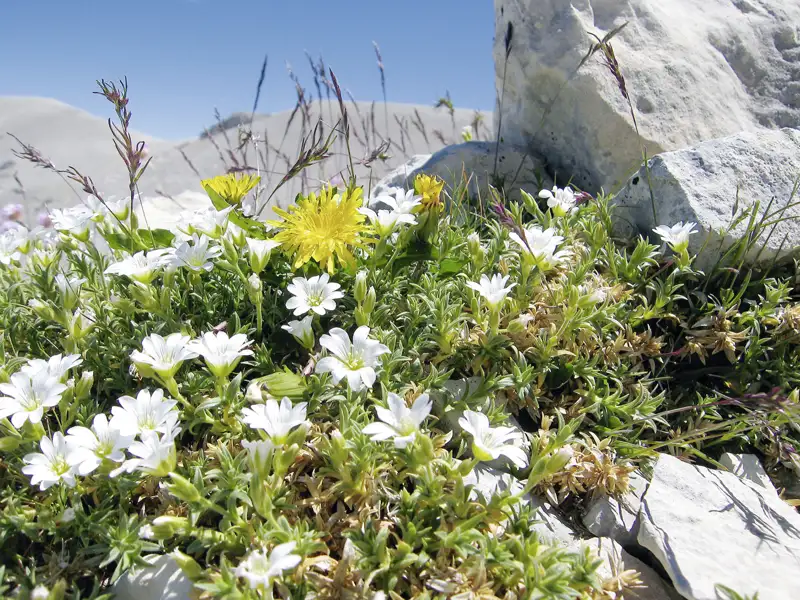 Weiße Bergblumen und Löwenzahn in felsiger Landschaft.