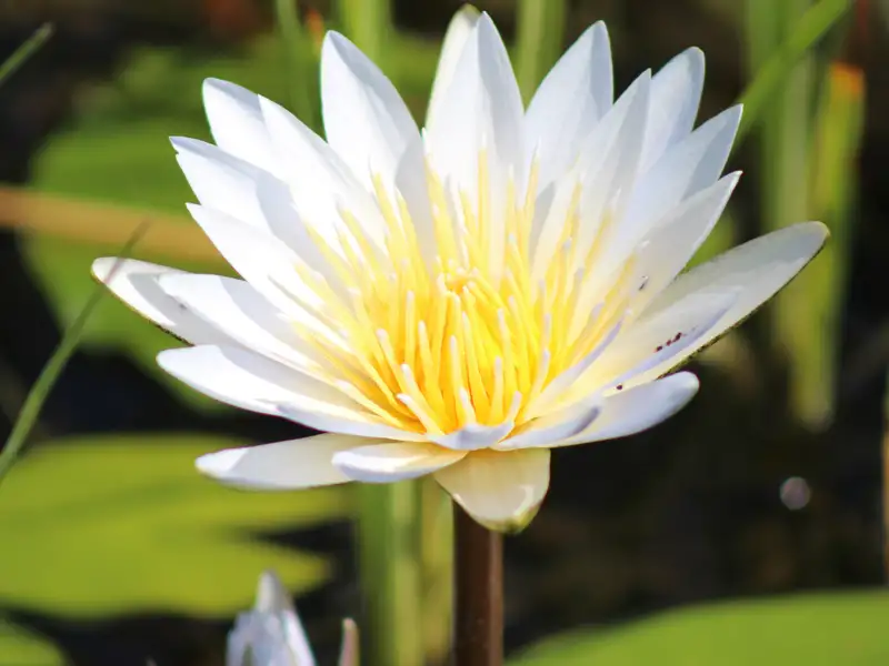 Weiße Seerose