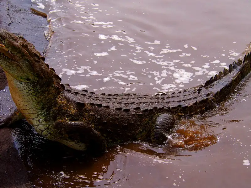 Krokodil im Fluss