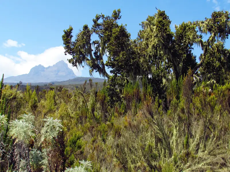 Blick auf den Mount Kenia durch die typische Vegetation der Region.