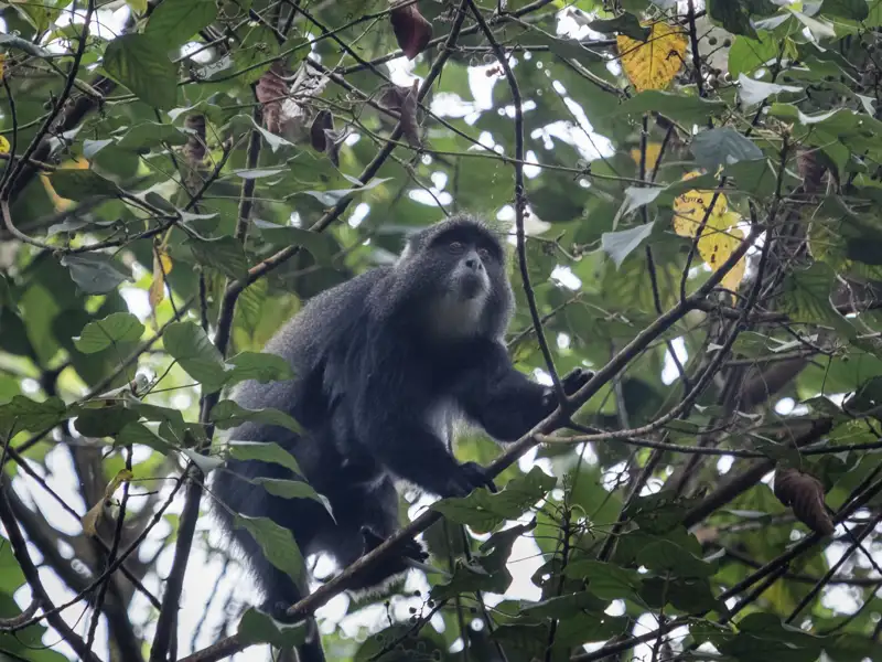 Affe im Baum während der Reise beobachtet.