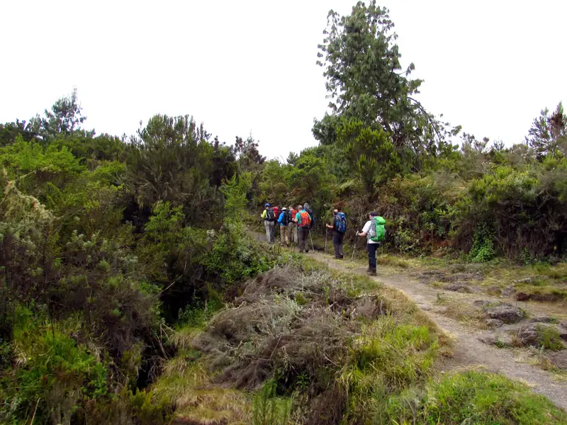 Wandergruppe auf einem Pfad inmitten von dichter Vegetation.