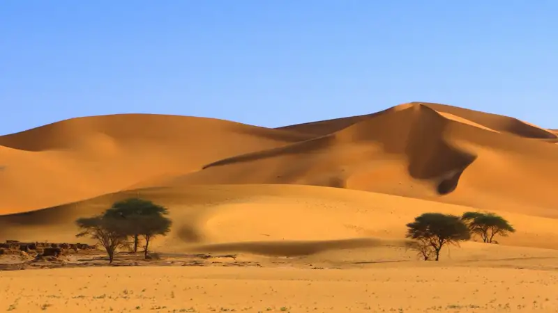 Sanddünenlandschaft mit Bäumen.