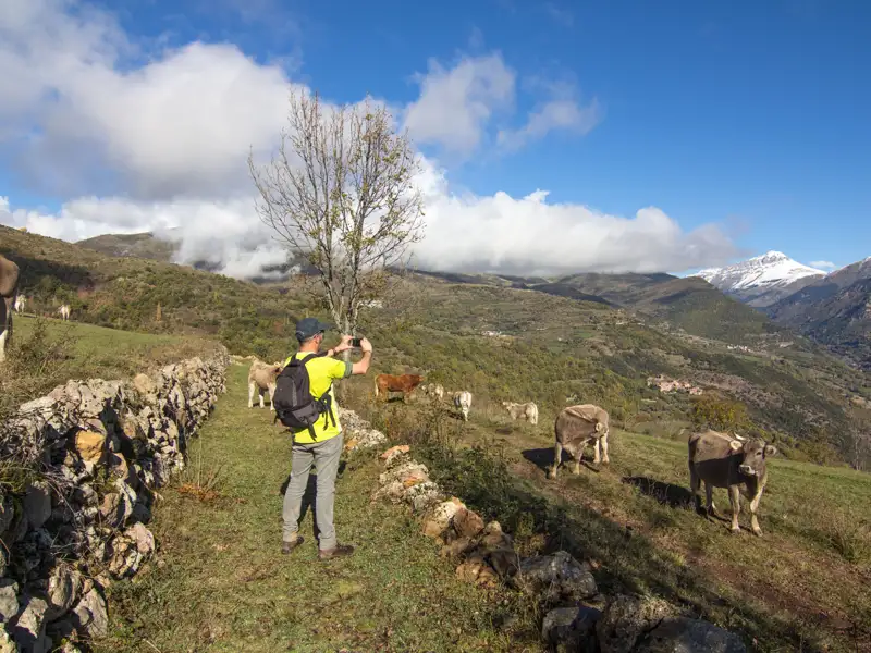 Ein Wanderer fotografiert Kühe in den Bergen.
