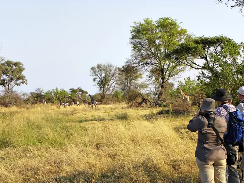 Giraffenherde in der afrikanischen Savanne, beobachtet von Reiseteilnehmern.