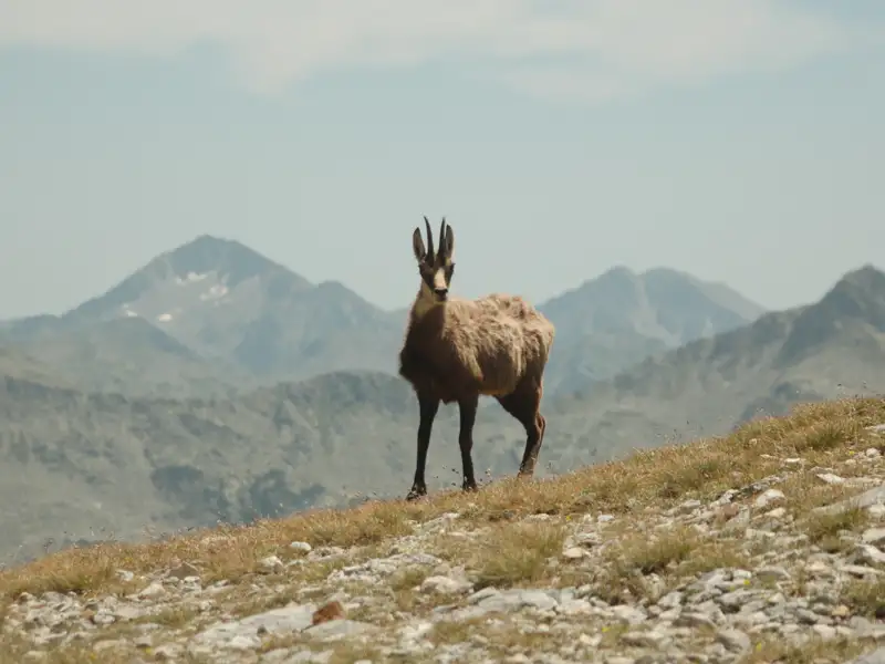 Gämse in Berglandschaft