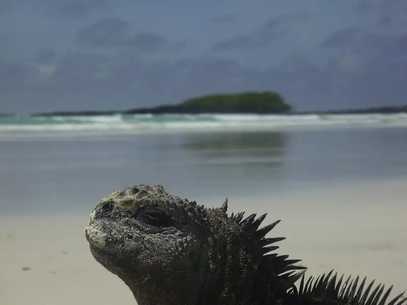 Meerechse am Strand mit Meerblick