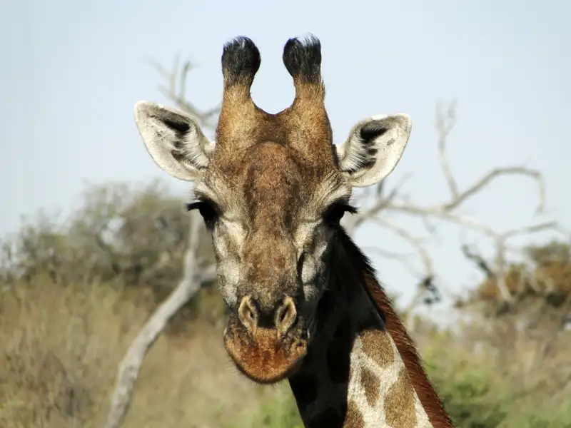 Giraffe auf Safari