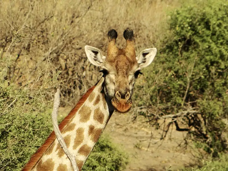 Giraffe im Buschland.