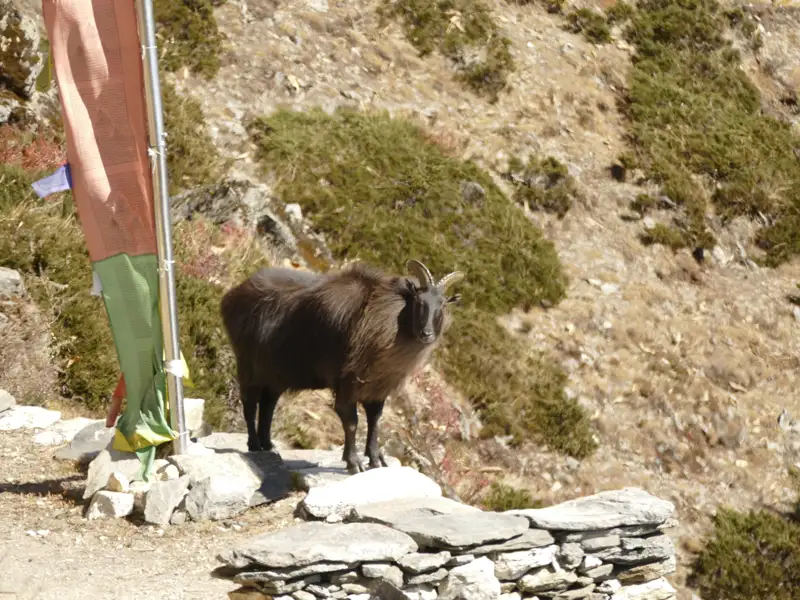 Eine Himalaya-Tahr in der Berglandschaft.