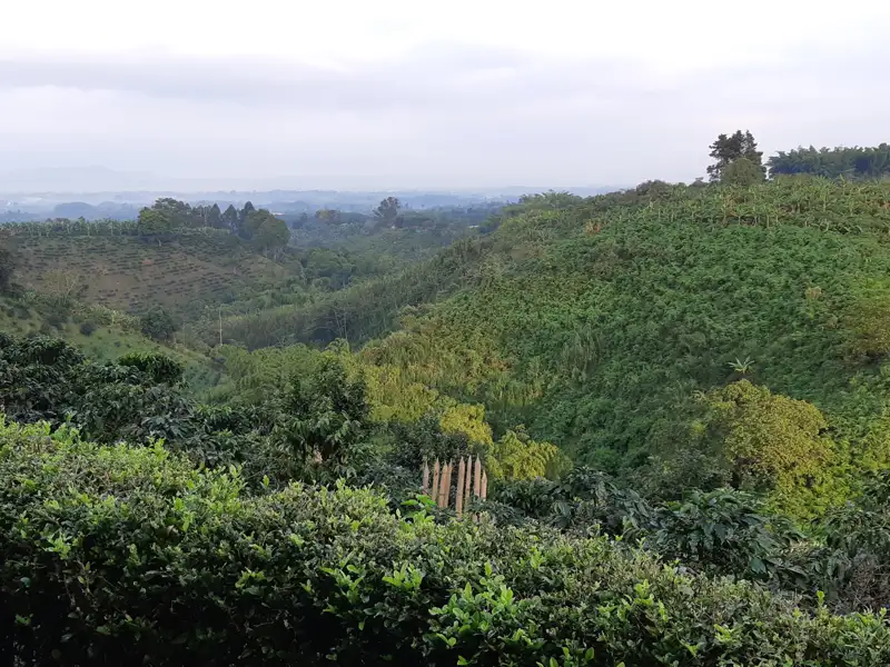Grüne Hügellandschaft mit dichter Vegetation.