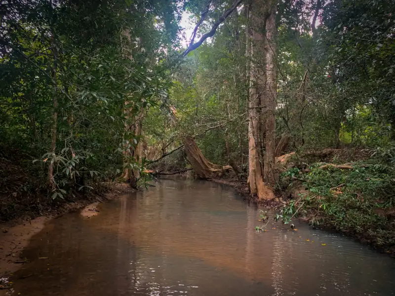 Fluss im Wald