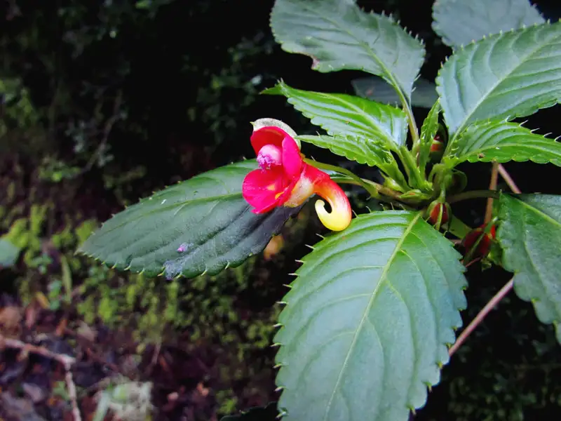 Nahaufnahme einer rot-gelben Blüte mit markanten grünen Blättern.