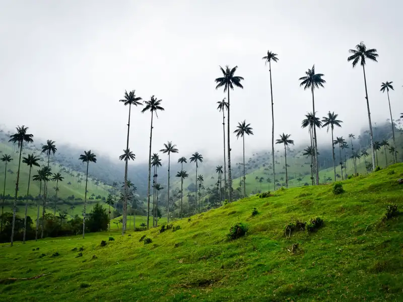 Wachsende Palmen im Cocora Tal, Kolumbien.