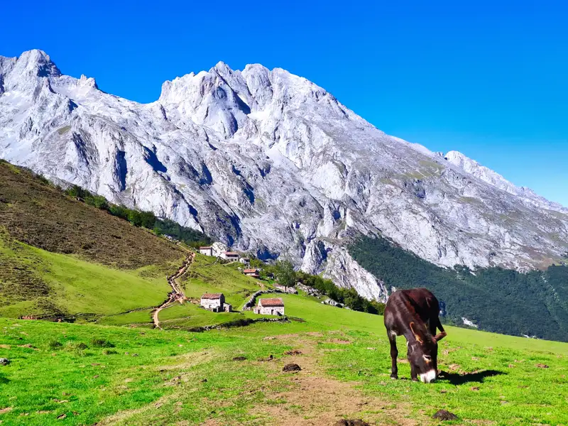 Esel grast auf einer Bergwiese mit Blick auf die Bergkette.