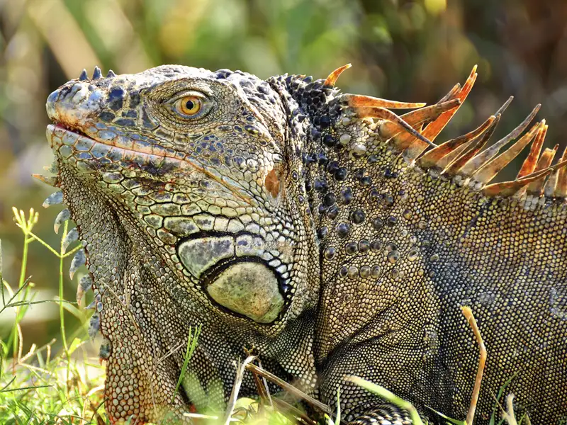 Leguan