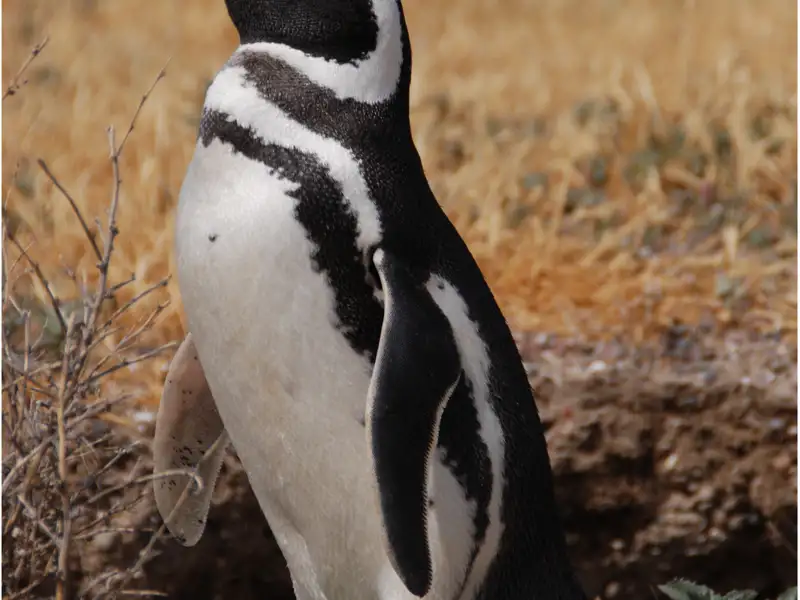 Pinguin in trockenem Gelände