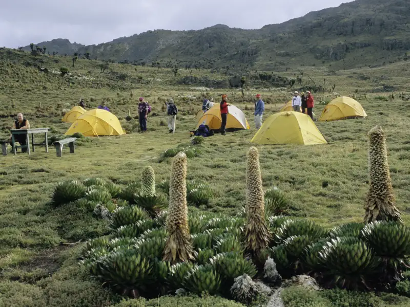Campingplatz in den Bergen mit gelben Zelten und hohen Riesenlobelien im Vordergrund.