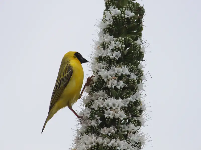 Gelber Vogel mit schwarzem Kopf auf einer Pflanze mit weißen Blüten.