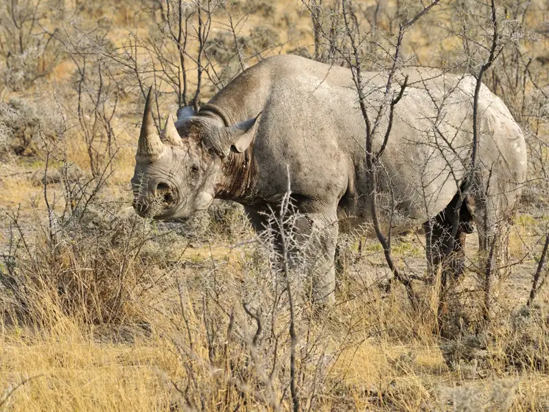 Spitzmaulnashorn in seinem natürlichen Lebensraum