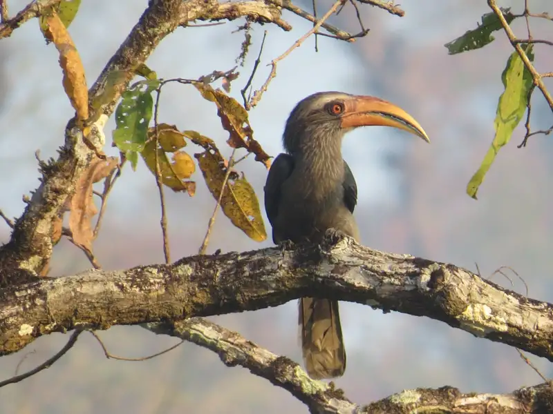 Nashornvogel auf einem Ast