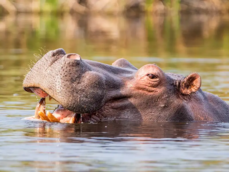 Flusspferd im Wasser