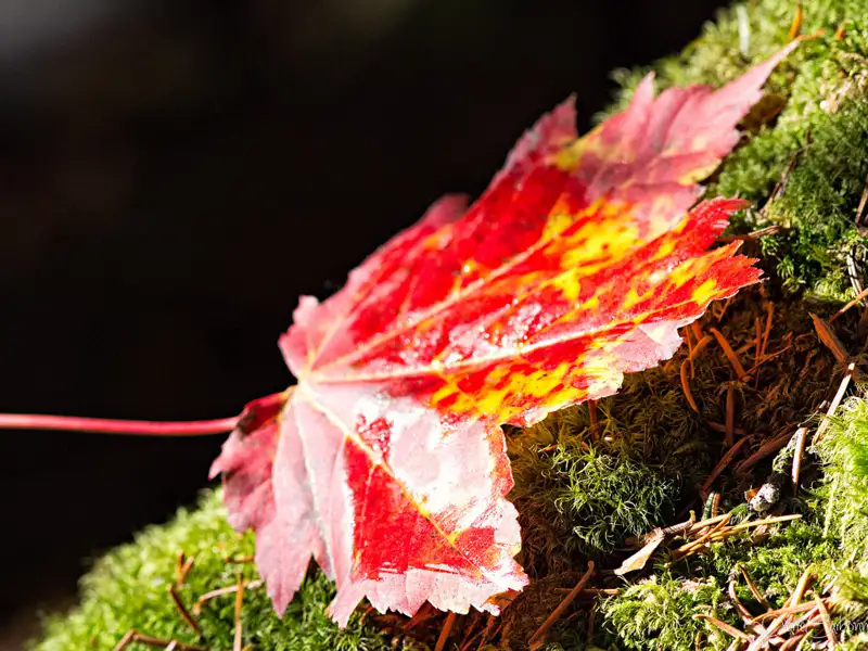 Ahornblatt im Herbst