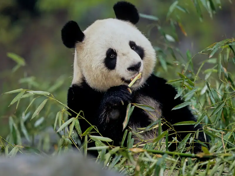 Panda beim Fressen von Bambus.
