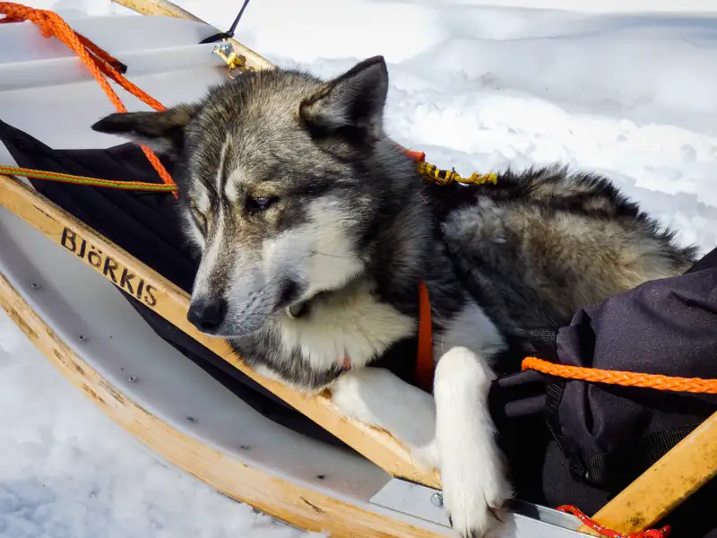 Schlittenhund entspannt im Schlitten während einer Schnee-Tour.