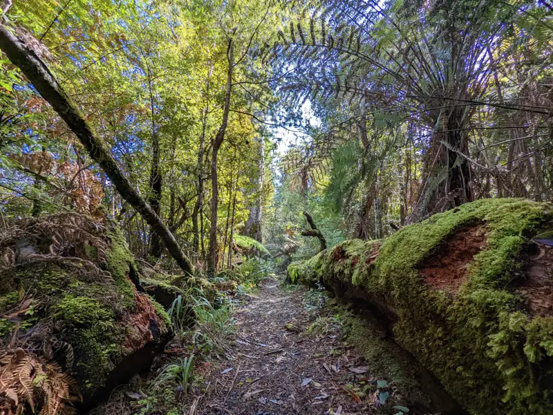 Wanderweg durch einen Wald mit moosbewachsenem Baumstamm.
