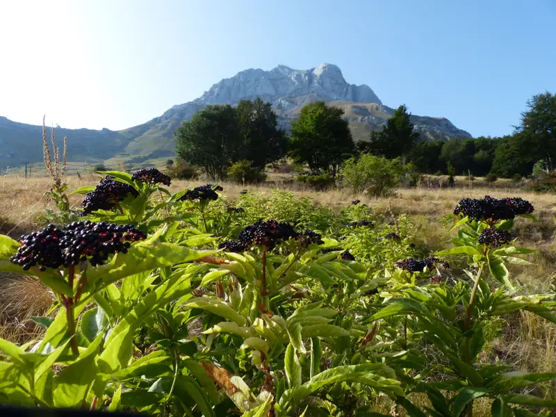 Holunderbeeren und Berglandschaft