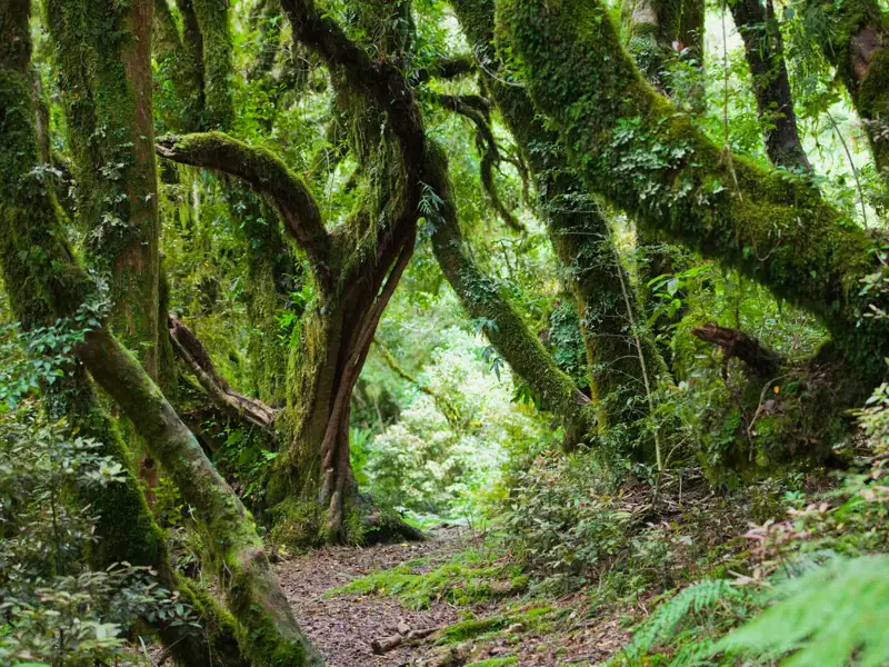 Wanderweg durch einen mit Moos bedeckten Wald.