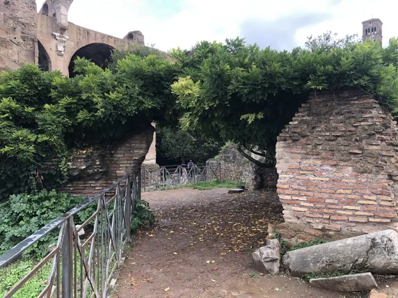 Ruinen und Bäume im Palatin