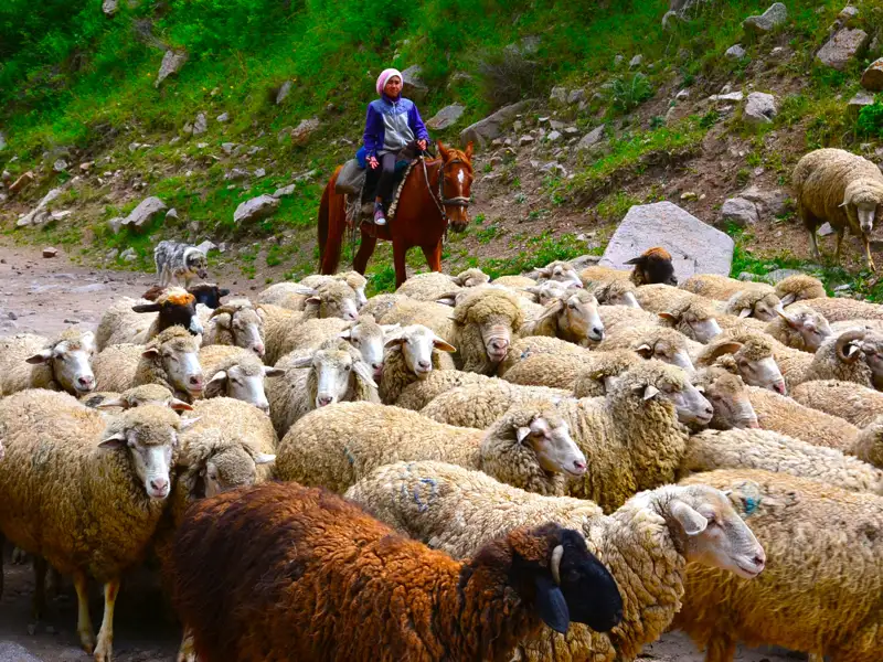 Person auf einem Pferd beim Hüten einer Schafherde.