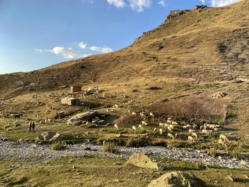 Schafe grasen auf einer Bergweide, im Hintergrund eine kleine Hütte und ein Bach.