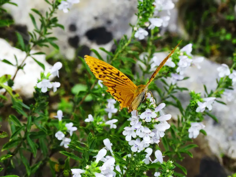 Orangefarbener Schmetterling auf weißen Blüten.