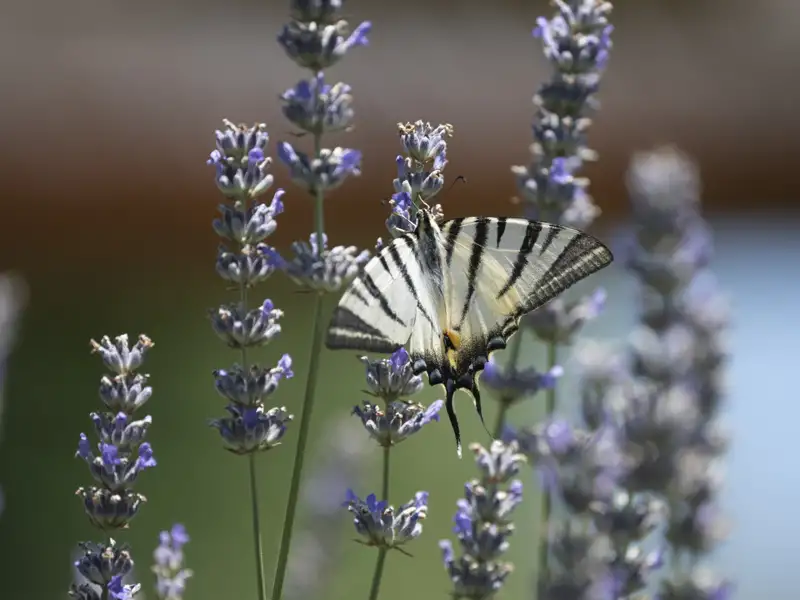 Schwarz-weißer Schmetterling auf Lavendelblüten.