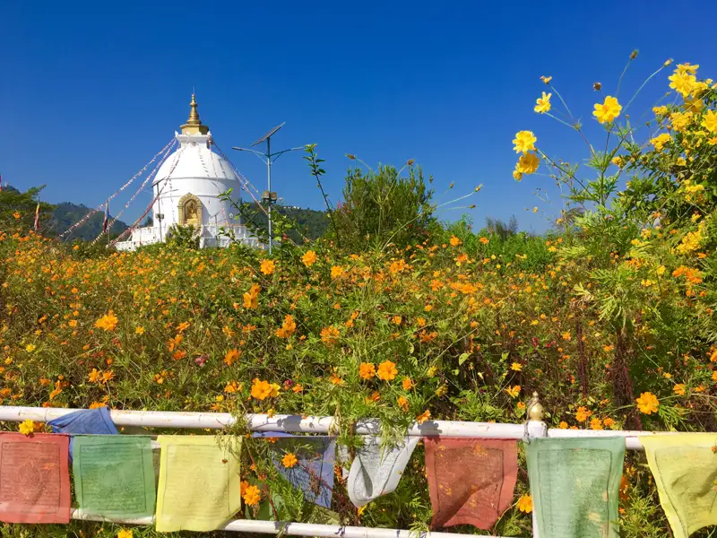 Weiße Stupa in einem Feld mit orangen Blumen und Gebetsfahnen.