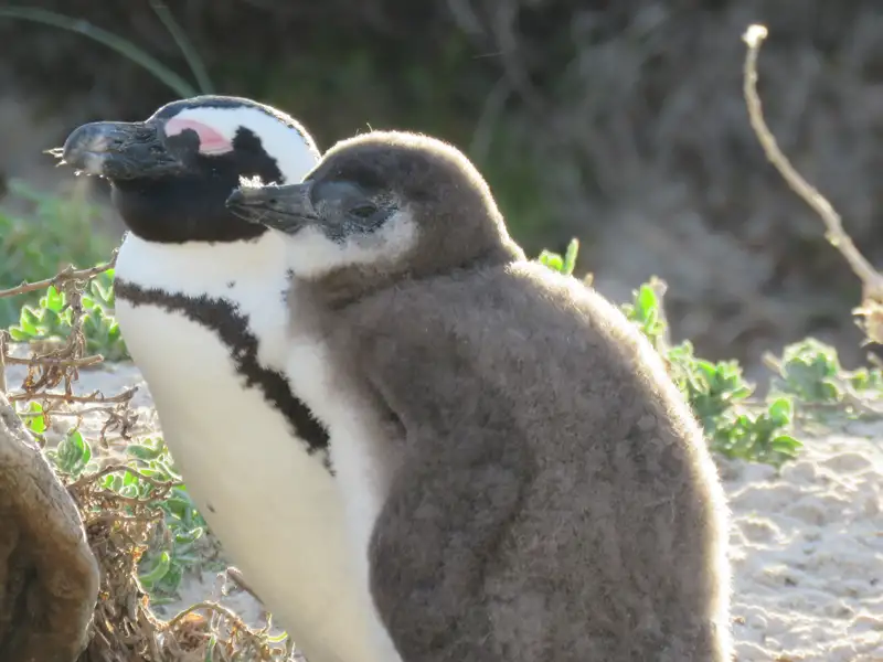 Erwachsener Brillenpinguin und Küken in der Nähe von Vegetation.